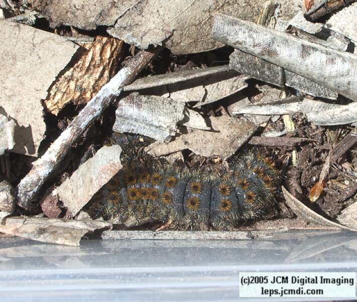 Hemileuca eglanterina (Western/Elegant Sheepmoth) images, rearing, larvae, pupae, cocoons, and documentary