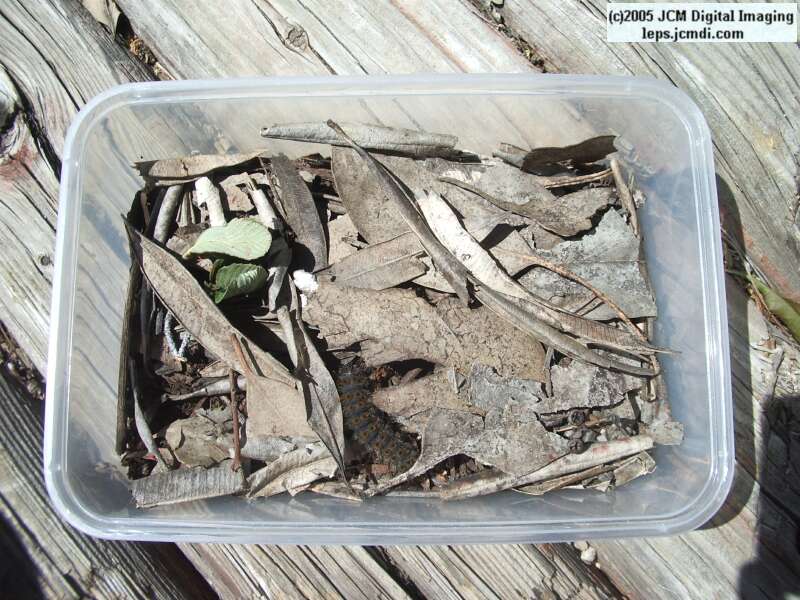 Hemileuca eglanterina (Western/Elegant Sheepmoth) images, rearing, larvae, pupae, cocoons, and documentary