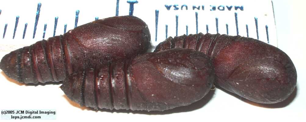 Hemileuca eglanterina (Western/Elegant Sheepmoth) images, rearing, larvae, pupae, cocoons, and documentary