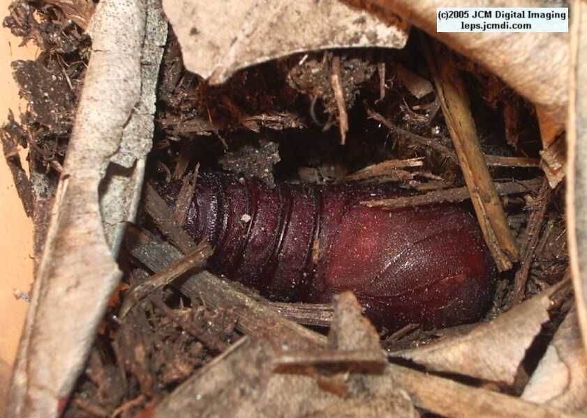 Hemileuca eglanterina (Western/Elegant Sheepmoth) images, rearing, larvae, pupae, cocoons, and documentary