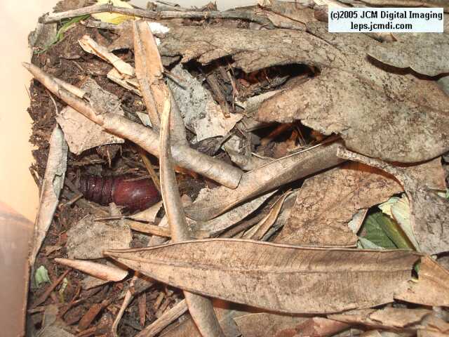 Hemileuca eglanterina (Western/Elegant Sheepmoth) images, rearing, larvae, pupae, cocoons, and documentary