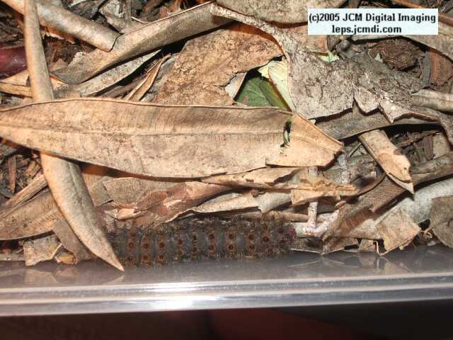 Hemileuca eglanterina (Western/Elegant Sheepmoth) images, rearing, larvae, pupae, cocoons, and documentary