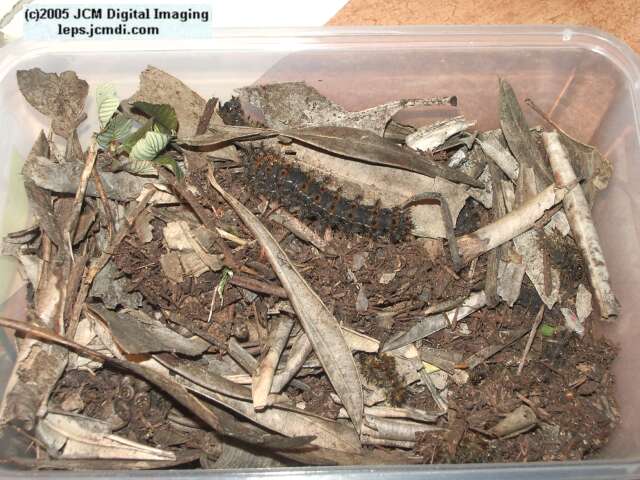 Hemileuca eglanterina (Western/Elegant Sheepmoth) images, rearing, larvae, pupae, cocoons, and documentary