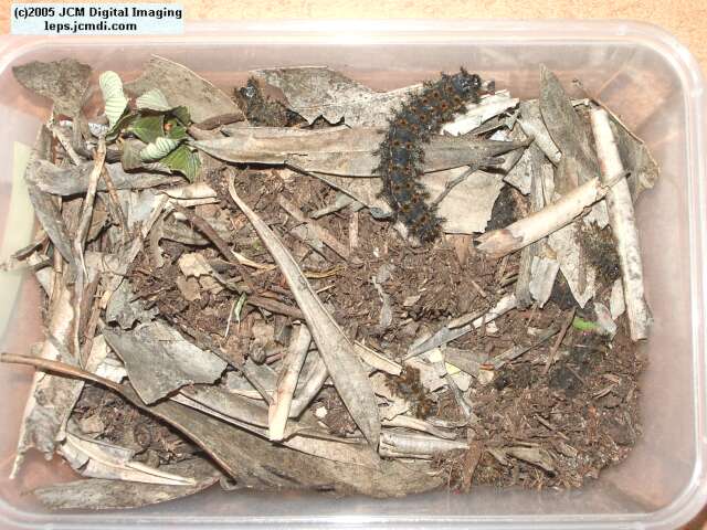 Hemileuca eglanterina (Western/Elegant Sheepmoth) images, rearing, larvae, pupae, cocoons, and documentary