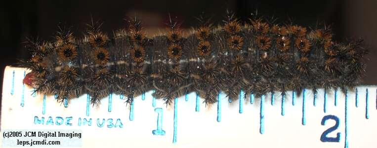 Hemileuca eglanterina (Western/Elegant Sheepmoth) images, rearing, larvae, pupae, cocoons, and documentary