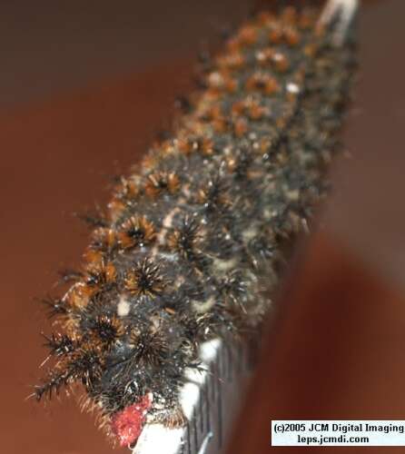 Hemileuca eglanterina (Western/Elegant Sheepmoth) images, rearing, larvae, pupae, cocoons, and documentary