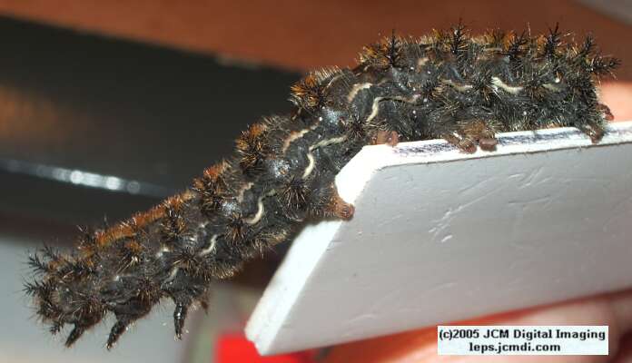 Hemileuca eglanterina (Western/Elegant Sheepmoth) images, rearing, larvae, pupae, cocoons, and documentary