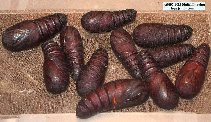 Hemileuca eglanterina (Western/Elegant Sheepmoth) images, rearing, larvae, pupae, cocoons, and documentary