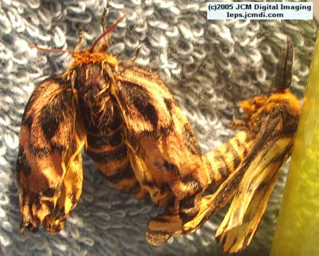 Hemileuca eglanterina (Western/Elegant Sheepmoth) images, rearing, larvae, pupae, cocoons, and documentary
