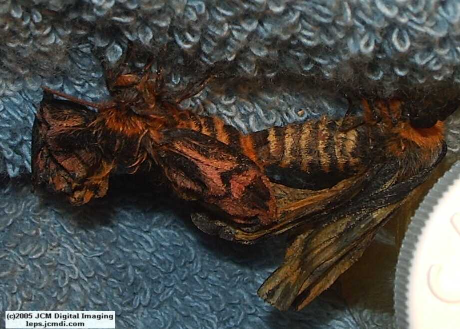 Hemileuca eglanterina (Western/Elegant Sheepmoth) images, rearing, larvae, pupae, cocoons, and documentary