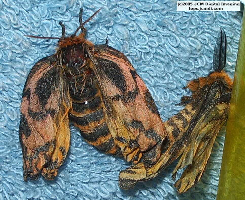 Hemileuca eglanterina (Western/Elegant Sheepmoth) images, rearing, larvae, pupae, cocoons, and documentary