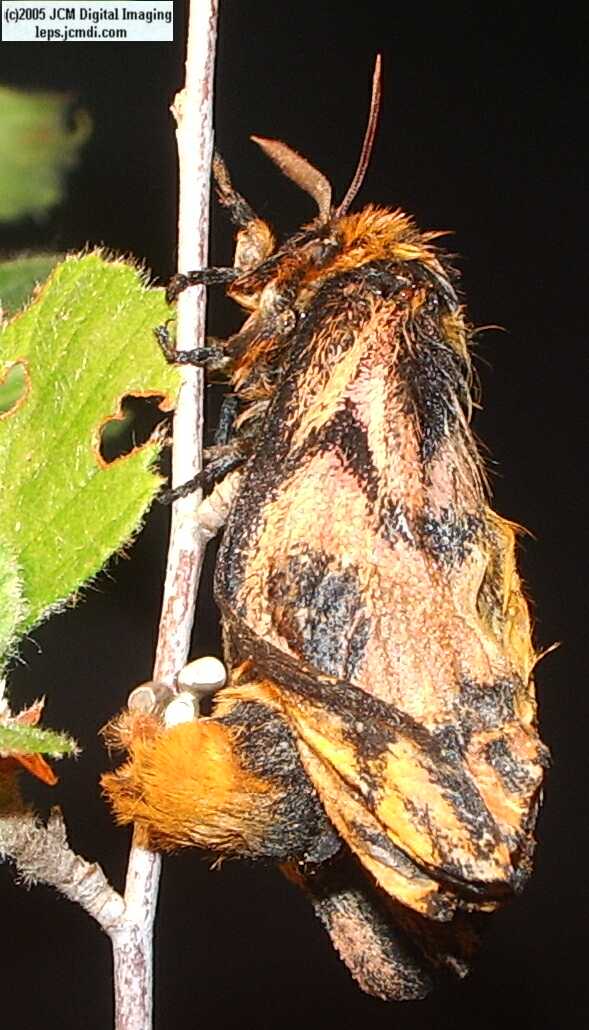 Hemileuca eglanterina (Western/Elegant Sheepmoth) images, rearing, larvae, pupae, cocoons, and documentary