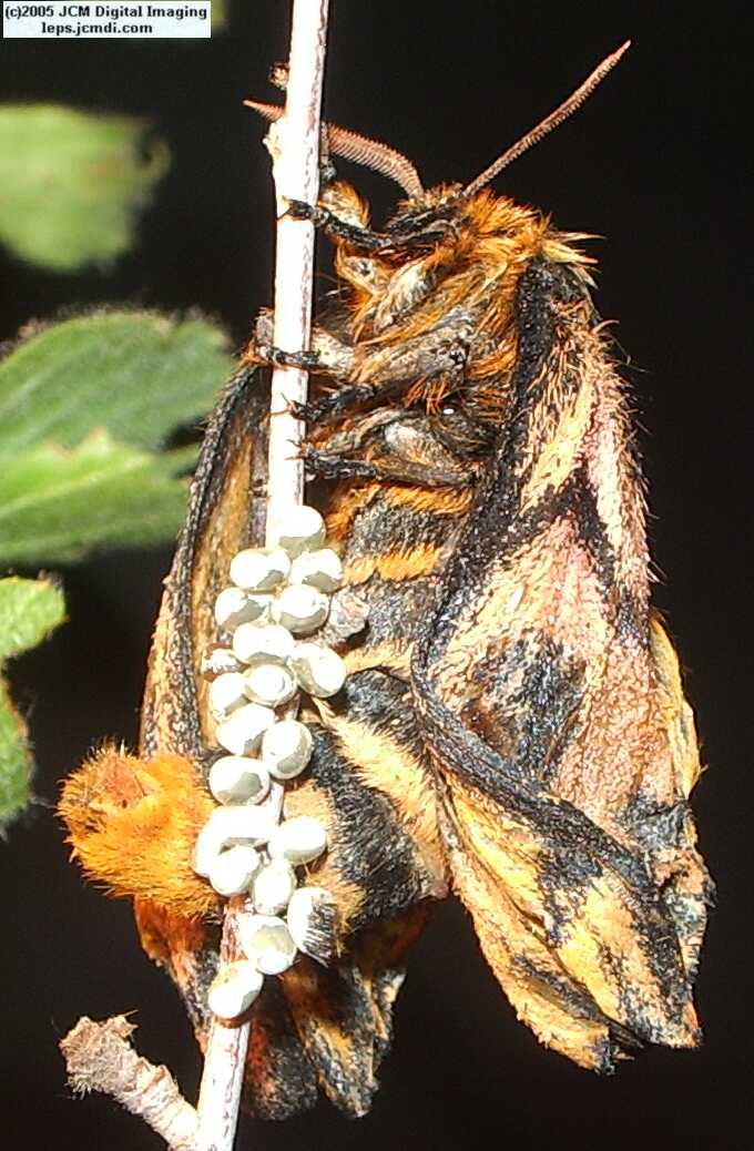 Hemileuca eglanterina (Western/Elegant Sheepmoth) images, rearing, larvae, pupae, cocoons, and documentary