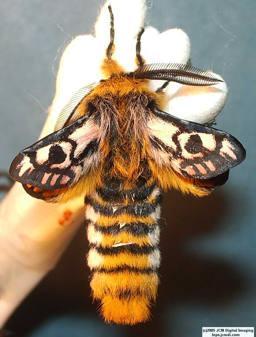 Hemileuca eglanterina (Western/Elegant Sheepmoth) images, rearing, larvae, pupae, cocoons, and documentary