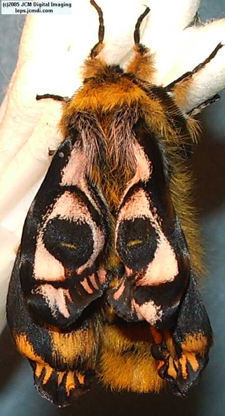 Hemileuca eglanterina (Western/Elegant Sheepmoth) images, rearing, larvae, pupae, cocoons, and documentary