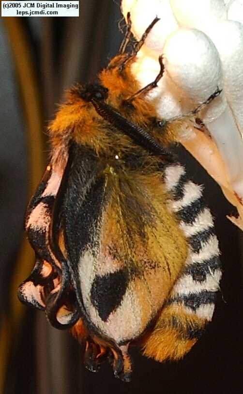 Hemileuca eglanterina (Western/Elegant Sheepmoth) images, rearing, larvae, pupae, cocoons, and documentary