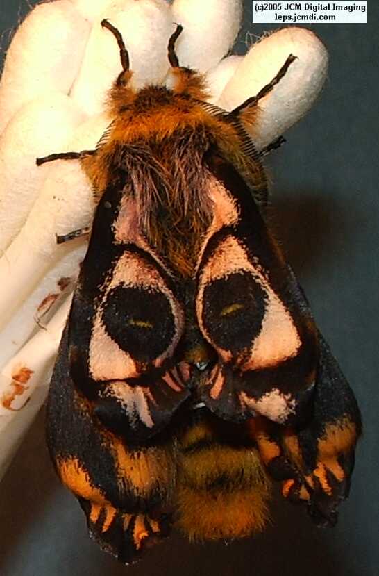 Hemileuca eglanterina (Western/Elegant Sheepmoth) images, rearing, larvae, pupae, cocoons, and documentary