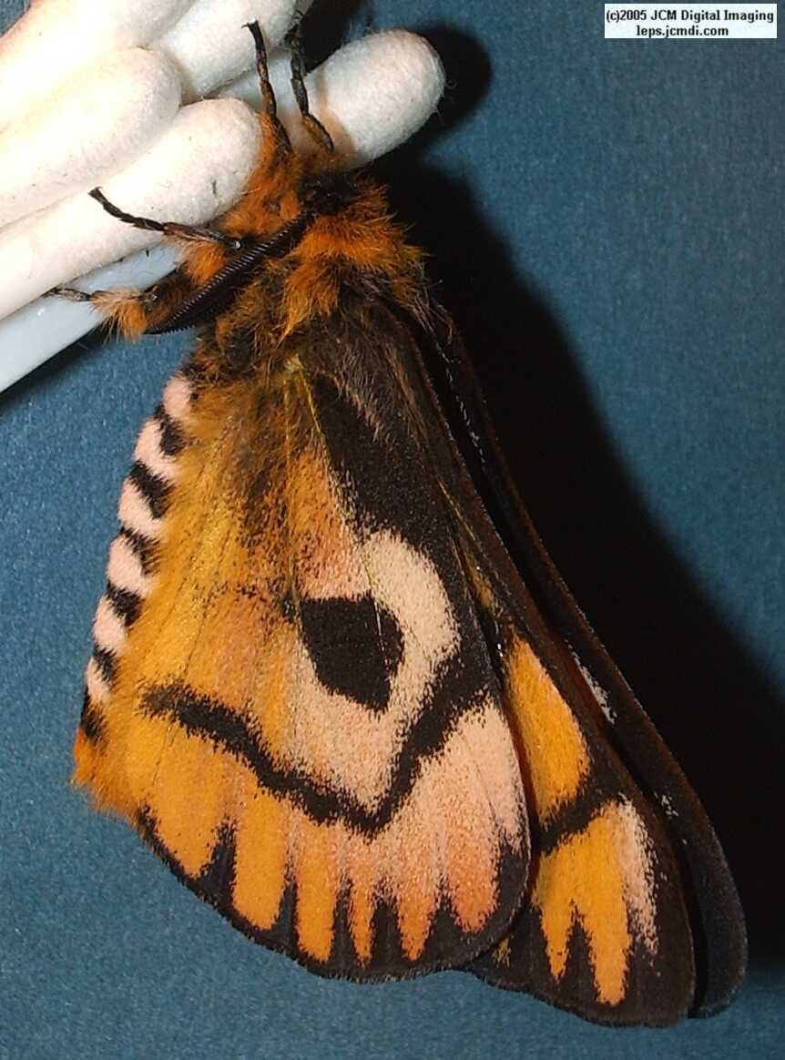 Hemileuca eglanterina (Western/Elegant Sheepmoth) images, rearing, larvae, pupae, cocoons, and documentary