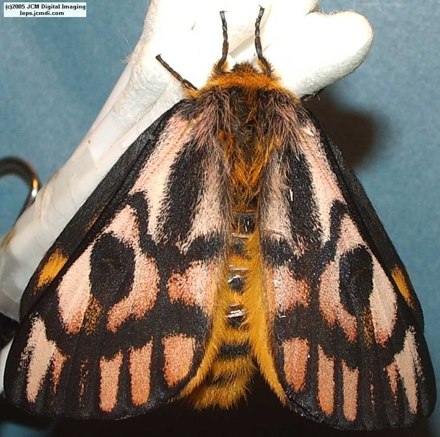 Hemileuca eglanterina (Western/Elegant Sheepmoth) images, rearing, larvae, pupae, cocoons, and documentary
