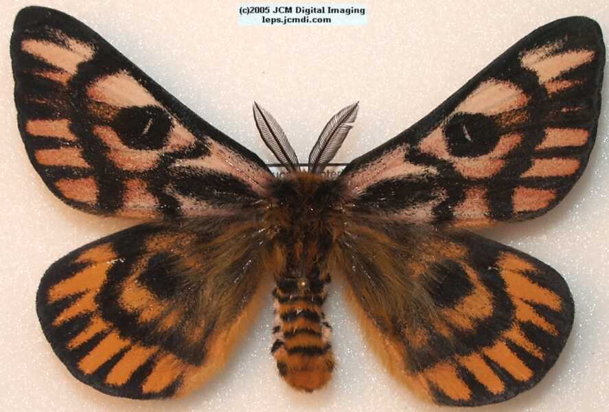 Hemileuca eglanterina (Western/Elegant Sheepmoth) images, rearing, larvae, pupae, cocoons, and documentary