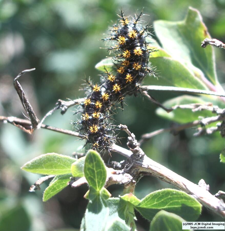 Hemileuca eglanterina (Western/Elegant Sheepmoth) images, rearing, larvae, pupae, cocoons, and documentary