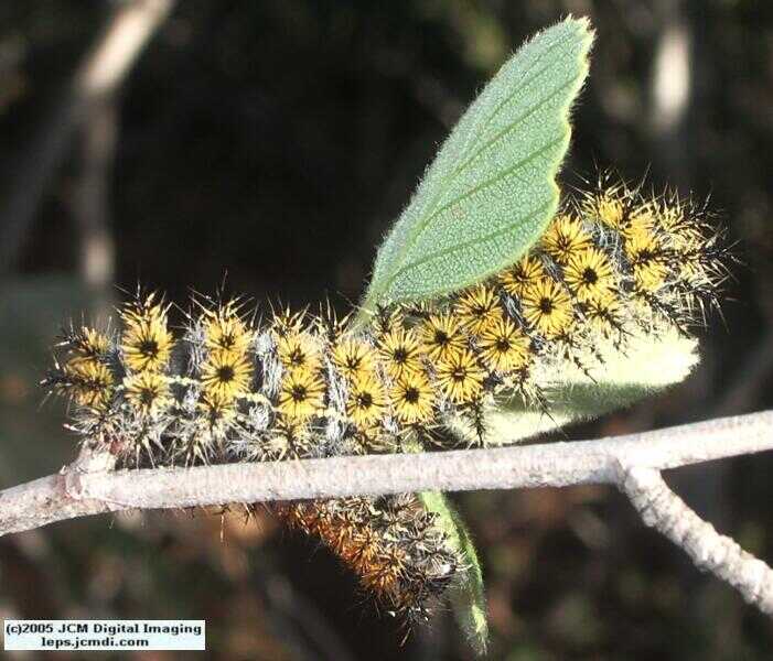 Hemileuca eglanterina (Western/Elegant Sheepmoth) images, rearing, larvae, pupae, cocoons, and documentary