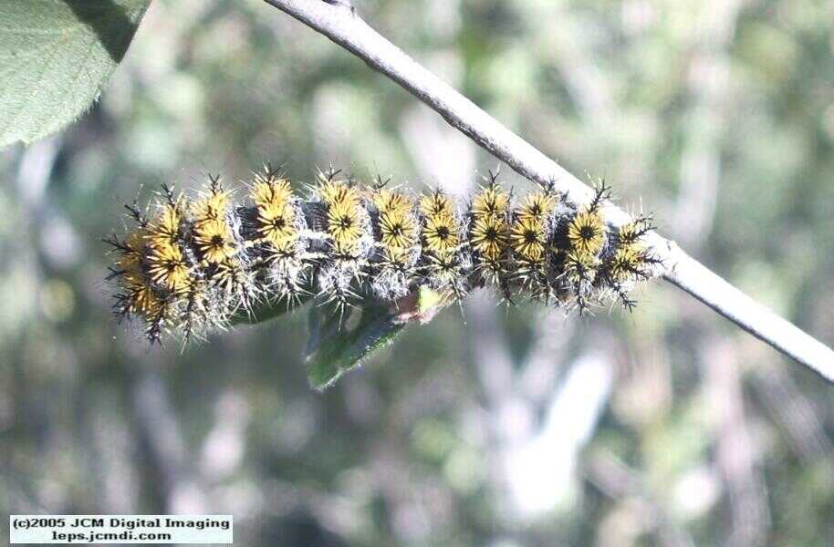 Hemileuca eglanterina (Western/Elegant Sheepmoth) images, rearing, larvae, pupae, cocoons, and documentary