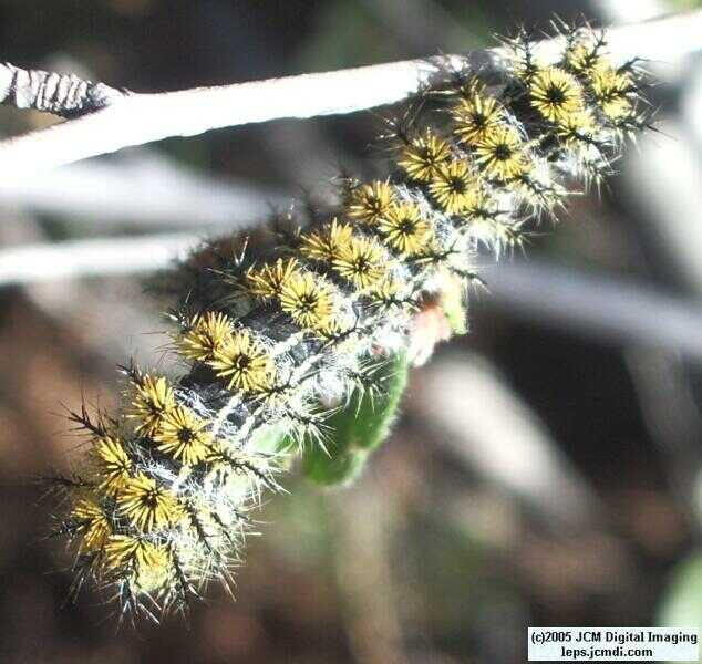 Hemileuca eglanterina (Western/Elegant Sheepmoth) images, rearing, larvae, pupae, cocoons, and documentary