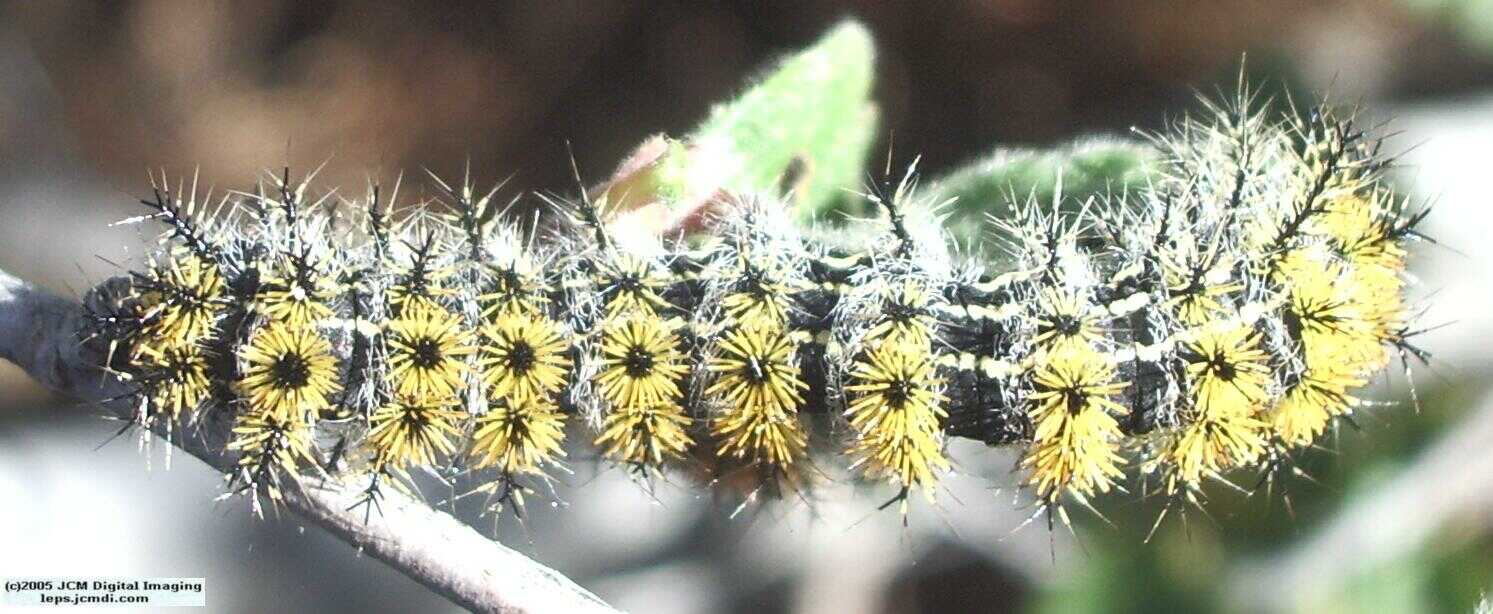 Hemileuca eglanterina (Western/Elegant Sheepmoth) images, rearing, larvae, pupae, cocoons, and documentary