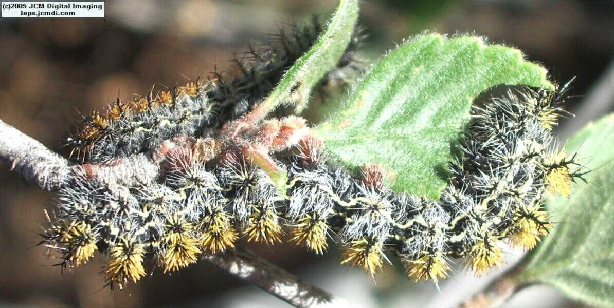 Hemileuca eglanterina (Western/Elegant Sheepmoth) images, rearing, larvae, pupae, cocoons, and documentary