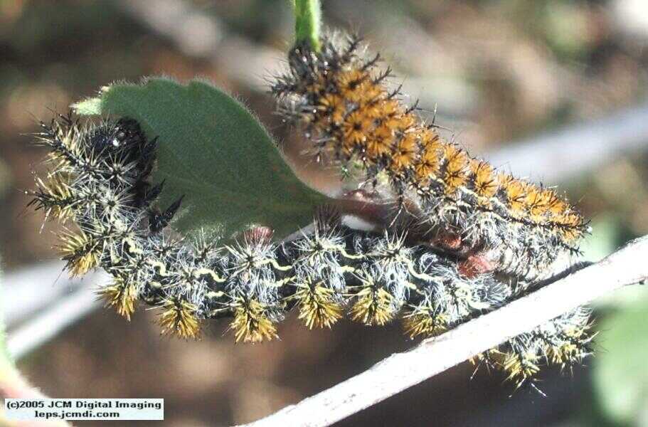 Hemileuca eglanterina (Western/Elegant Sheepmoth) images, rearing, larvae, pupae, cocoons, and documentary