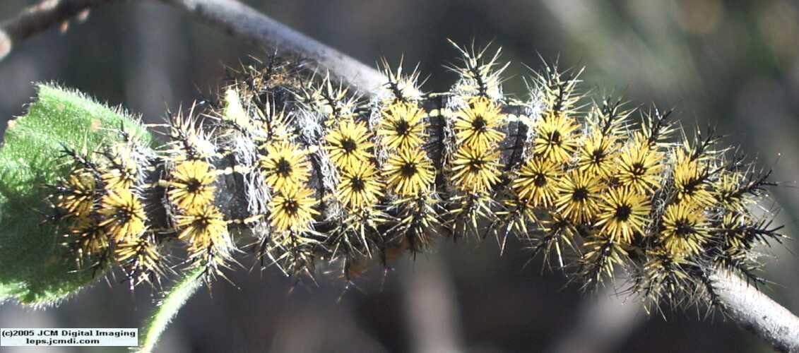 Hemileuca eglanterina (Western/Elegant Sheepmoth) images, rearing, larvae, pupae, cocoons, and documentary