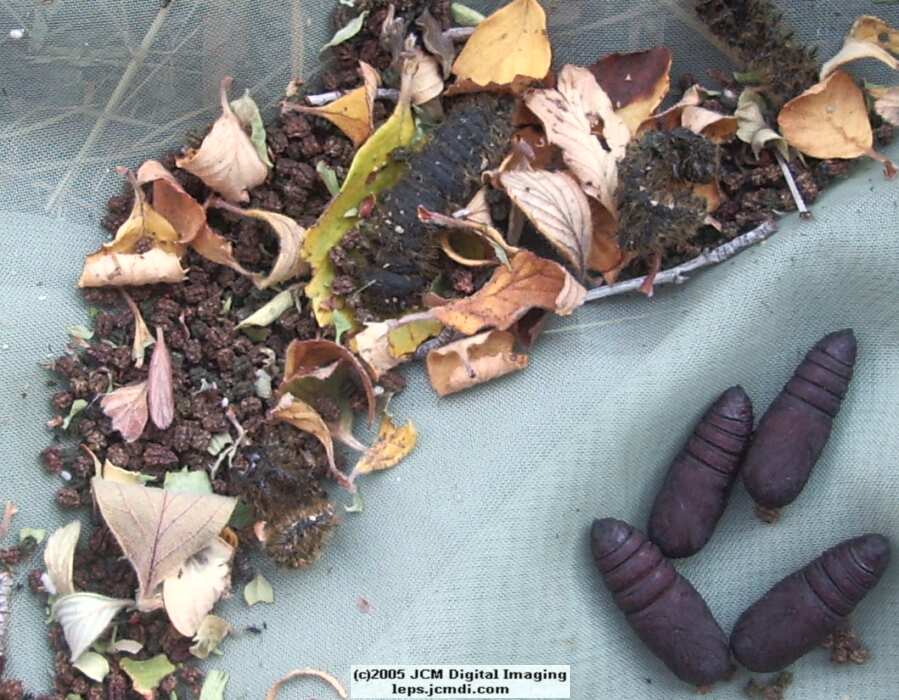 Hemileuca eglanterina (Western/Elegant Sheepmoth) images, rearing, larvae, pupae, cocoons, and documentary