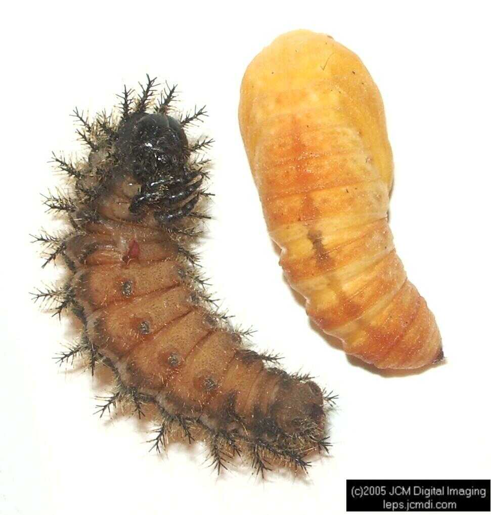 Hemileuca eglanterina (Western/Elegant Sheepmoth) images, rearing, larvae, pupae, cocoons, and documentary