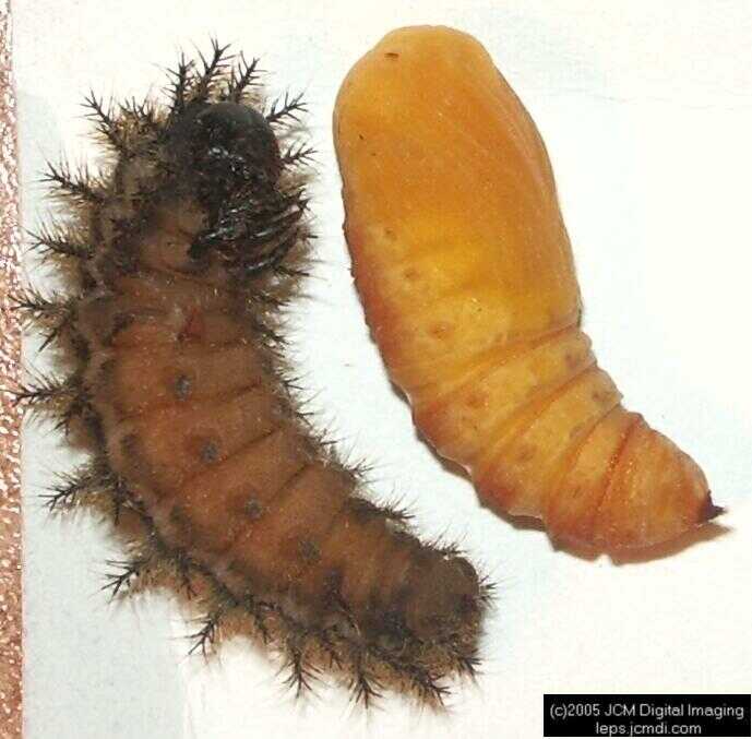 Hemileuca eglanterina (Western/Elegant Sheepmoth) images, rearing, larvae, pupae, cocoons, and documentary