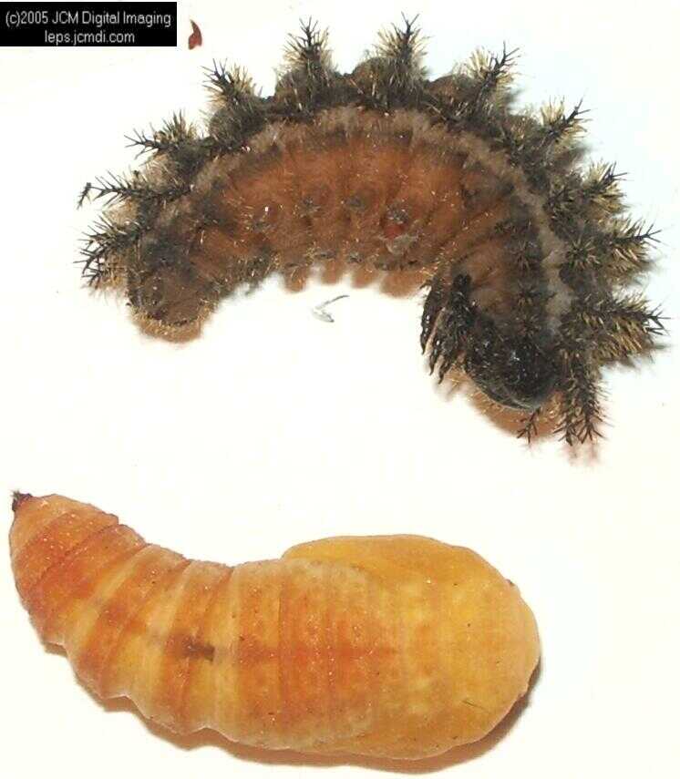 Hemileuca eglanterina (Western/Elegant Sheepmoth) images, rearing, larvae, pupae, cocoons, and documentary