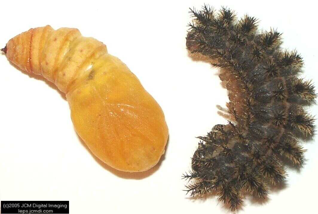Hemileuca eglanterina (Western/Elegant Sheepmoth) images, rearing, larvae, pupae, cocoons, and documentary