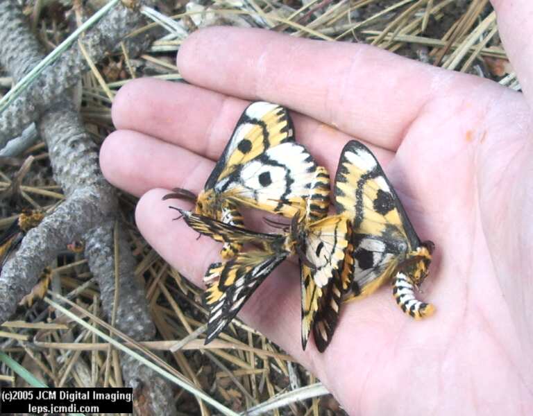 Hemileuca eglanterina (Western/Elegant Sheepmoth) images, rearing, larvae, pupae, cocoons, and documentary