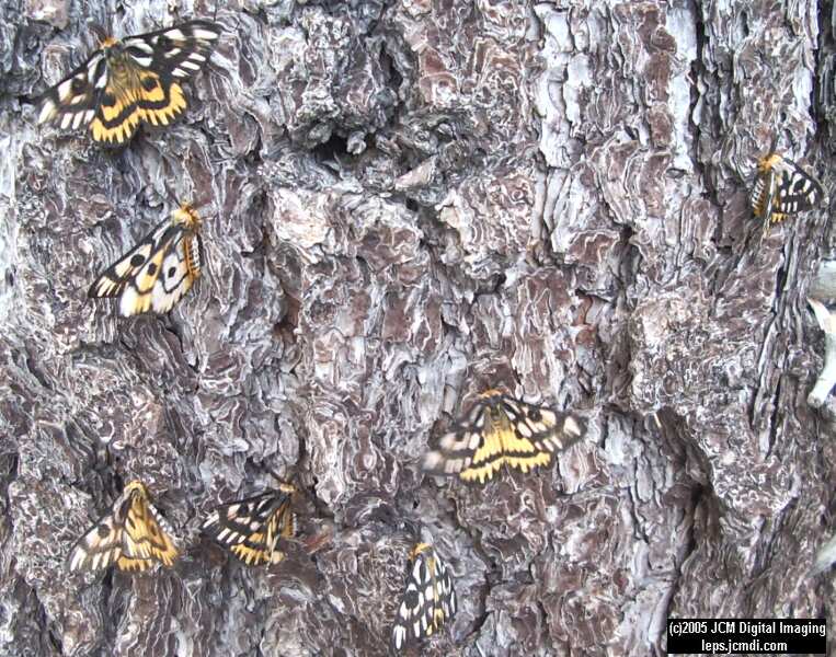 Hemileuca eglanterina (Western/Elegant Sheepmoth) images, rearing, larvae, pupae, cocoons, and documentary