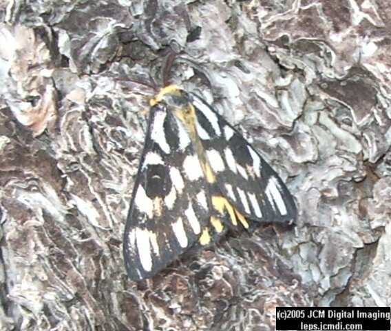 Hemileuca eglanterina (Western/Elegant Sheepmoth) images, rearing, larvae, pupae, cocoons, and documentary