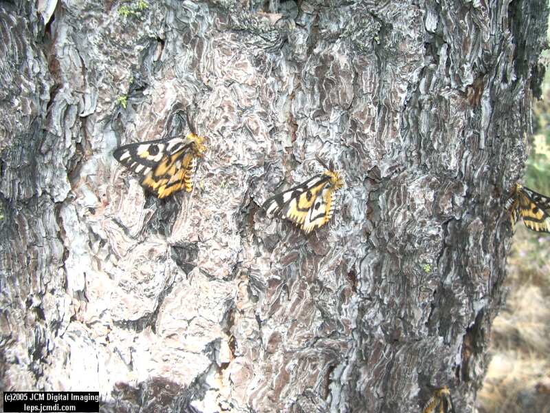 Hemileuca eglanterina (Western/Elegant Sheepmoth) images, rearing, larvae, pupae, cocoons, and documentary