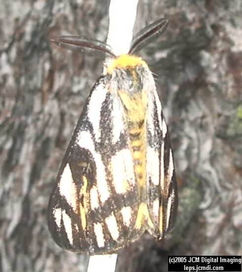 Hemileuca eglanterina (Western/Elegant Sheepmoth) images, rearing, larvae, pupae, cocoons, and documentary
