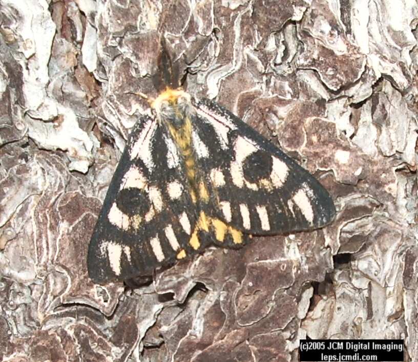 Hemileuca eglanterina (Western/Elegant Sheepmoth) images, rearing, larvae, pupae, cocoons, and documentary