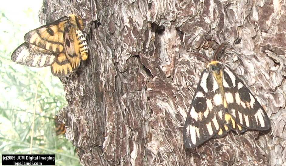 Hemileuca eglanterina (Western/Elegant Sheepmoth) images, rearing, larvae, pupae, cocoons, and documentary