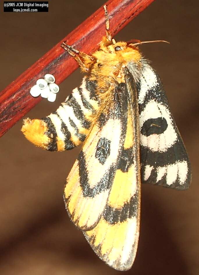 Hemileuca eglanterina (Western/Elegant Sheepmoth) images, rearing, larvae, pupae, cocoons, and documentary