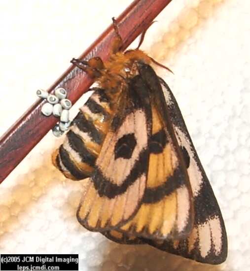 Hemileuca eglanterina (Western/Elegant Sheepmoth) images, rearing, larvae, pupae, cocoons, and documentary