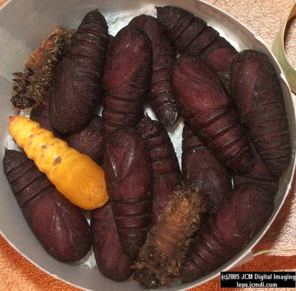 Hemileuca eglanterina (Western/Elegant Sheepmoth) images, rearing, larvae, pupae, cocoons, and documentary