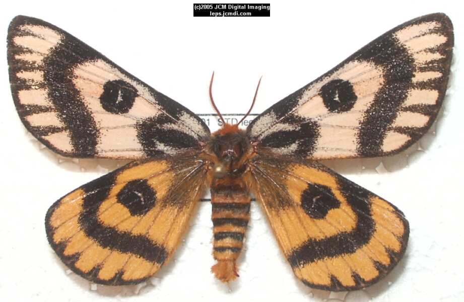 Hemileuca eglanterina (Western/Elegant Sheepmoth) images, rearing, larvae, pupae, cocoons, and documentary