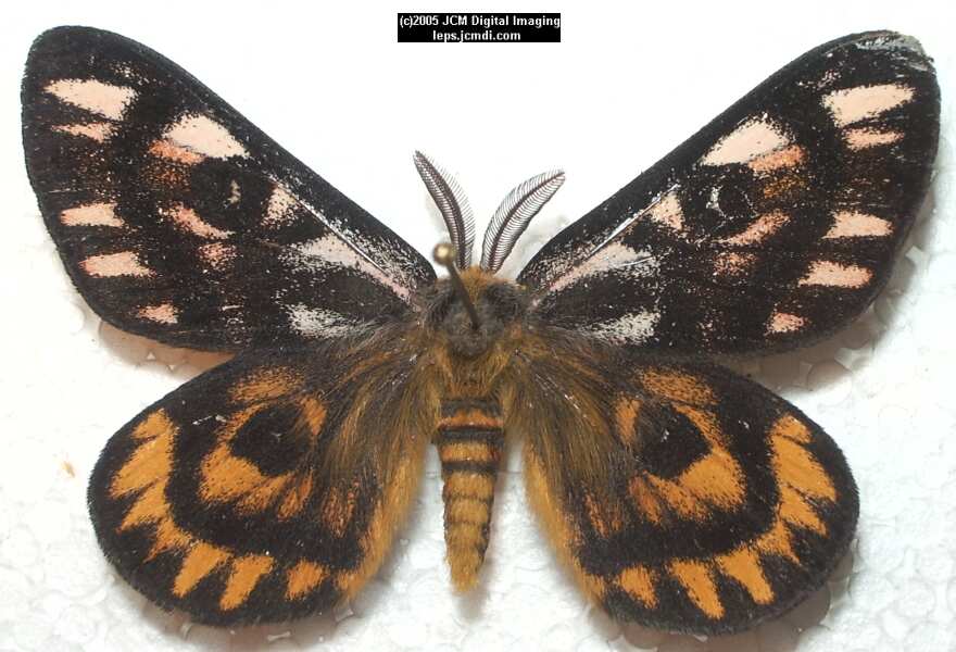 Hemileuca eglanterina (Western/Elegant Sheepmoth) images, rearing, larvae, pupae, cocoons, and documentary