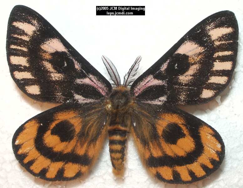Hemileuca eglanterina (Western/Elegant Sheepmoth) images, rearing, larvae, pupae, cocoons, and documentary